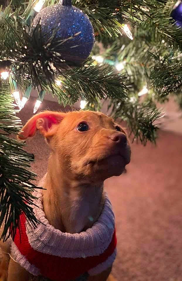 Ellie is registered to the contest to win money with this photo: carnivore, christmas, christmas_decoration, christmas_eve, christmas_ornament, christmas_tree, dog, dog_breed, dog_clothes, dog_supply, domestic_pig, event, fawn, holiday, holiday_ornament, organism, pine_family, snout, suidae, vertebrate