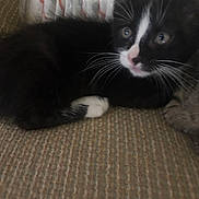 Whisper is registered to the contest to win money with this photo: animal, black_and_white, carpet, close_up, curious, cute, diapers, domestic, feline, fur, household, indoor, kitten, pet, resting, side_view, small, texture, whiskers, young_cat