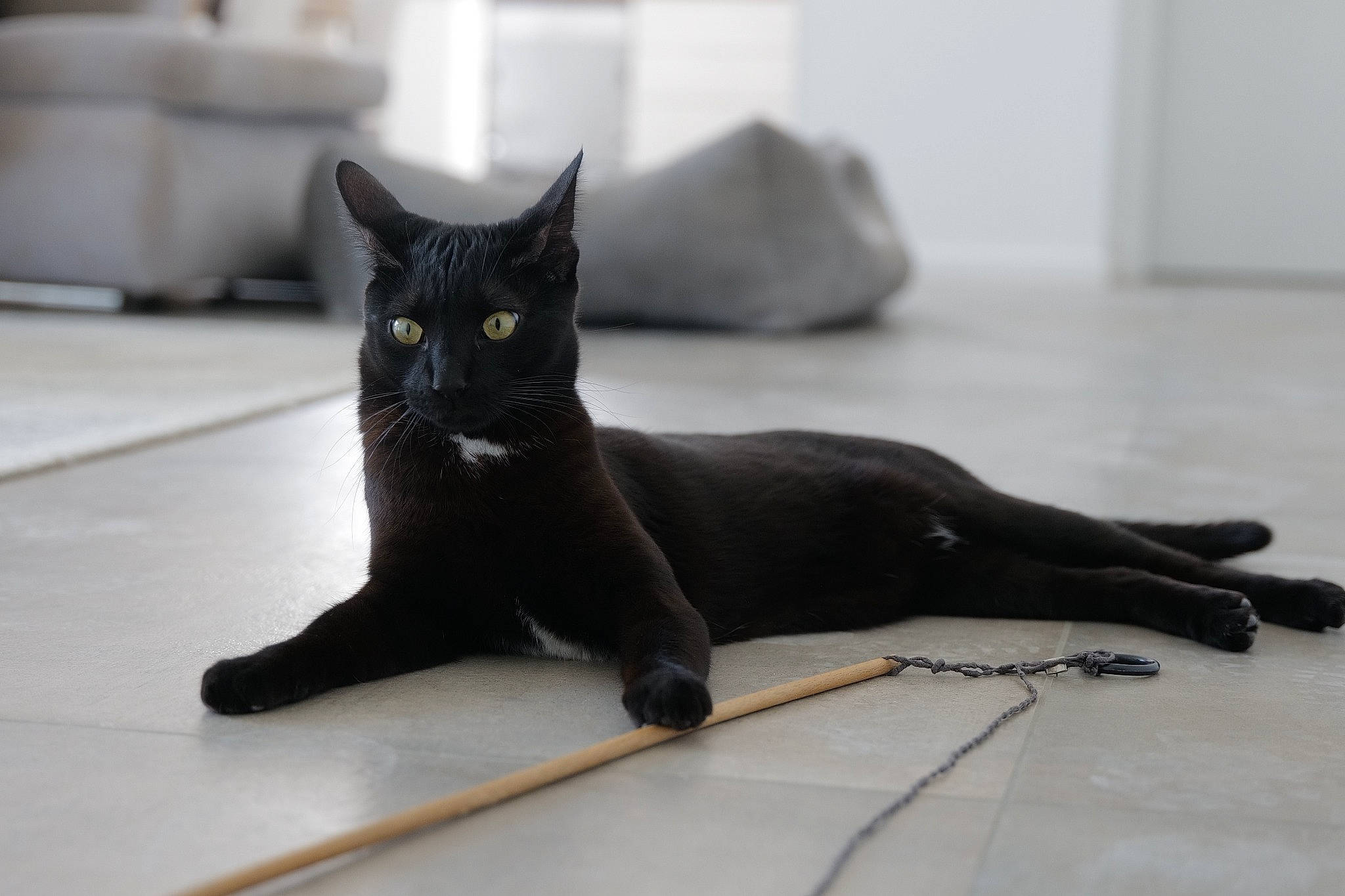 Pablo a rejoint le concours — aidez-le/la à gagner de superbes lots ! black_cat, bombay, carnivore, cat, claw, comfort, domestic_short_haired_cat, felidae, floor, flooring, fur, grey, monochrome_photography, paw, small_to_medium_sized_cats, snout, tail, terrestrial_animal, whiskers, wood