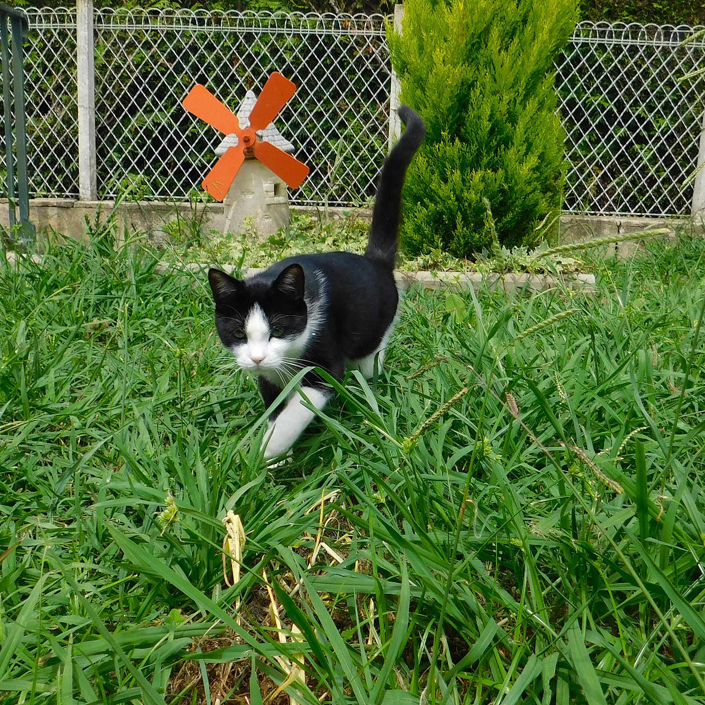 Oslo participe au concours pour gagner de l'argent avec cette photo : animal, black_and_white_cat, cat, curious, daylight, domestic_animal, feline, garden, grass, greenery, nature, outdoor, pet, plant, shrub, sunny, tail, walking, windmill, yard