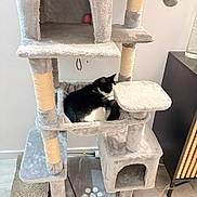 Oslo participe au concours pour gagner de l'argent avec cette photo : cat, cat_tree, scratching_post, black_and_white_cat, pet, indoor, furniture, toy, plush, relaxing, sleeping, animal, home_interior, floor, wooden_floor, resting, comfort, cute, pet_accessory, domestic_animal