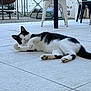 Oslo a rejoint le concours — aidez-le/la à gagner de superbes lots ! cat, black_and_white, lying_down, outdoor, patio, tiles, furniture, relaxed, animal, pet, curious, paws, whiskers, tail, daylight, garden, wall, chair, table, resting