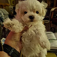 Api Le Bonheur participe au concours pour gagner de l'argent avec cette photo : puppy, dog, white_fur, fluffy, pet, hand, watch, indoor, cozy, curious, animal, cute, small, fur, portrait, holding, background, furniture, warm_lighting, blurred_background
