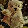 puppy, dog, white_fur, fluffy, pet, hand, watch, indoor, cozy, curious, animal, cute, small, fur, portrait, holding, background, furniture, warm_lighting, blurred_background