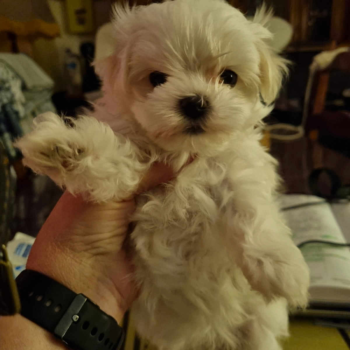 Api Le Bonheur participe au concours pour gagner de l'argent avec cette photo : puppy, dog, white_fur, fluffy, pet, hand, watch, indoor, cozy, curious, animal, cute, small, fur, portrait, holding, background, furniture, warm_lighting, blurred_background