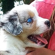 Aribo participe au concours pour gagner de l'argent avec cette photo : animal, blue_eyes, close_up, cute, dog, fluffy, fur, grass, hand, happy, muzzle, nature, outdoor, person, pet, pink_shirt, portrait, puppy, tongue_out, young_dog