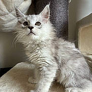 Hestia participe au concours pour gagner de l'argent avec cette photo : cat, kitten, fluffy, silver_tabby, pet, scratching_post, indoor, curious, young_cat, feline, whiskers, ears, soft_surface, domestic_animal, cute, animal_portrait, sitting, fur, playful, house_pet