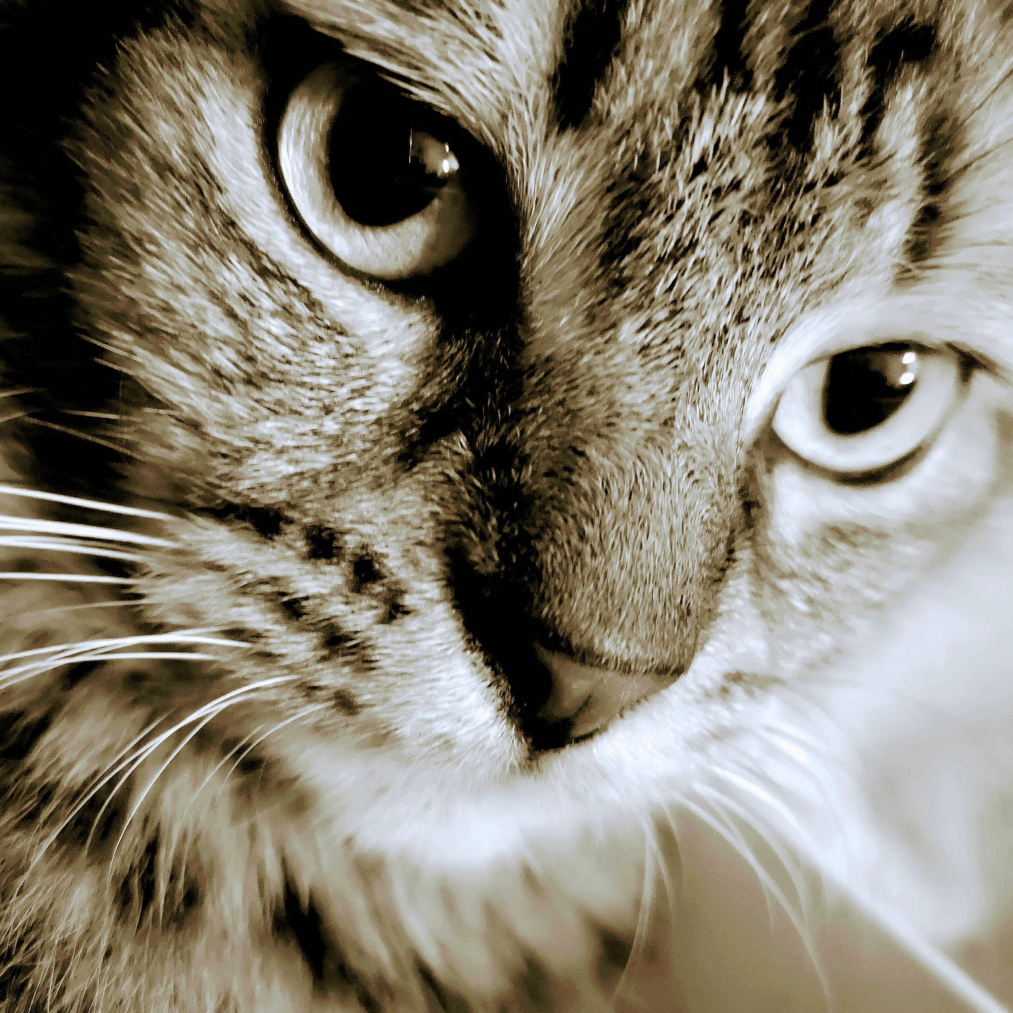 Pépito participe au concours pour gagner de l'argent avec cette photo : carnivore, cat, domestic_short_haired_cat, ear, fang, felidae, fur, hair, head, iris, macro_photography, monochrome, monochrome_photography, nose, small_to_medium_sized_cats, snout, stock_photography, terrestrial_animal, whiskers, wildlife