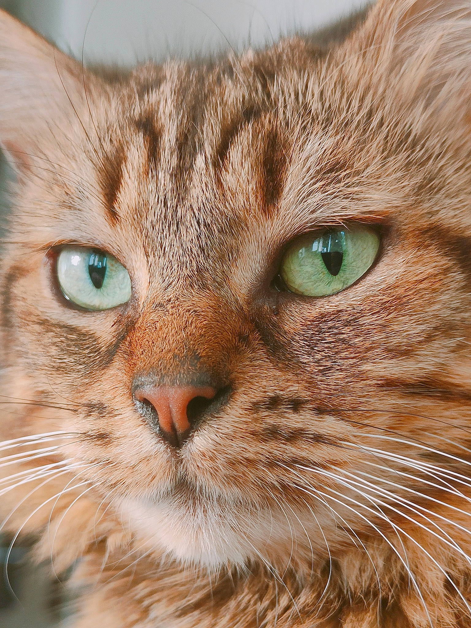 Pépito a rejoint le concours — aidez-le/la à gagner de superbes lots ! carnivore, cat, close_up, curious, domestic_short_haired_cat, ear, eye, fawn, felidae, fur, grass, hair, head, iris, small_to_medium_sized_cats, snout, terrestrial_animal, whiskers, wildlife, wood