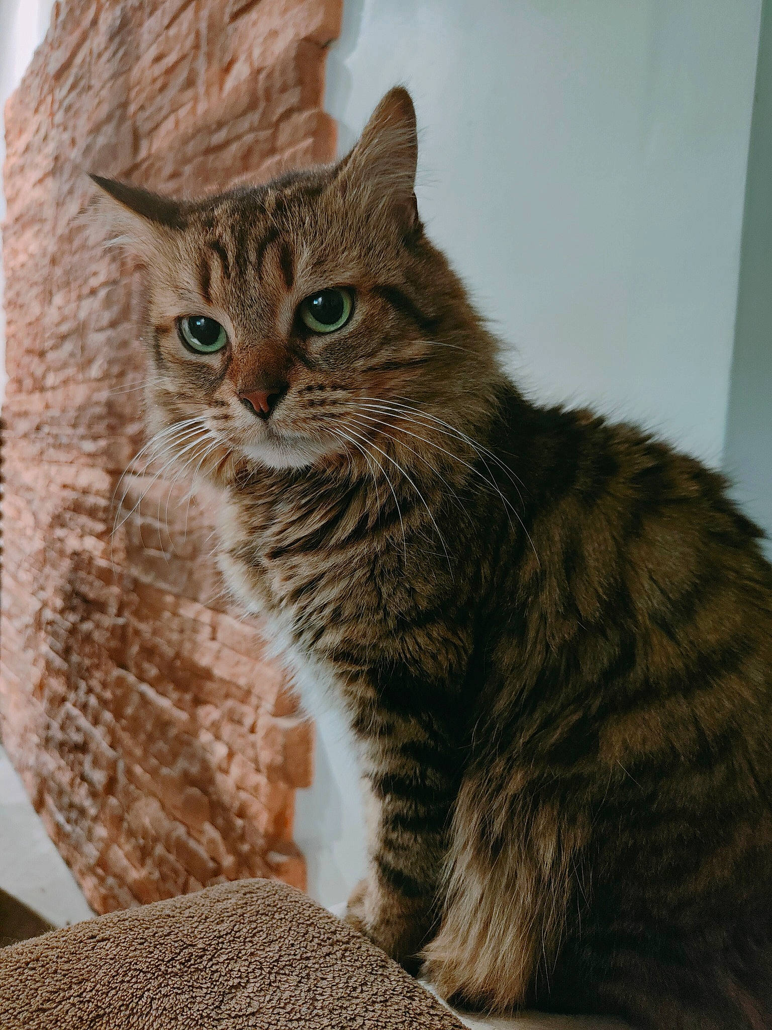 Pépito a rejoint le concours — aidez-le/la à gagner de superbes lots ! carnivore, cat, claw, domestic_short_haired_cat, felidae, fur, paw, sitting, small_to_medium_sized_cats, snout, tail, terrestrial_animal, whiskers, window