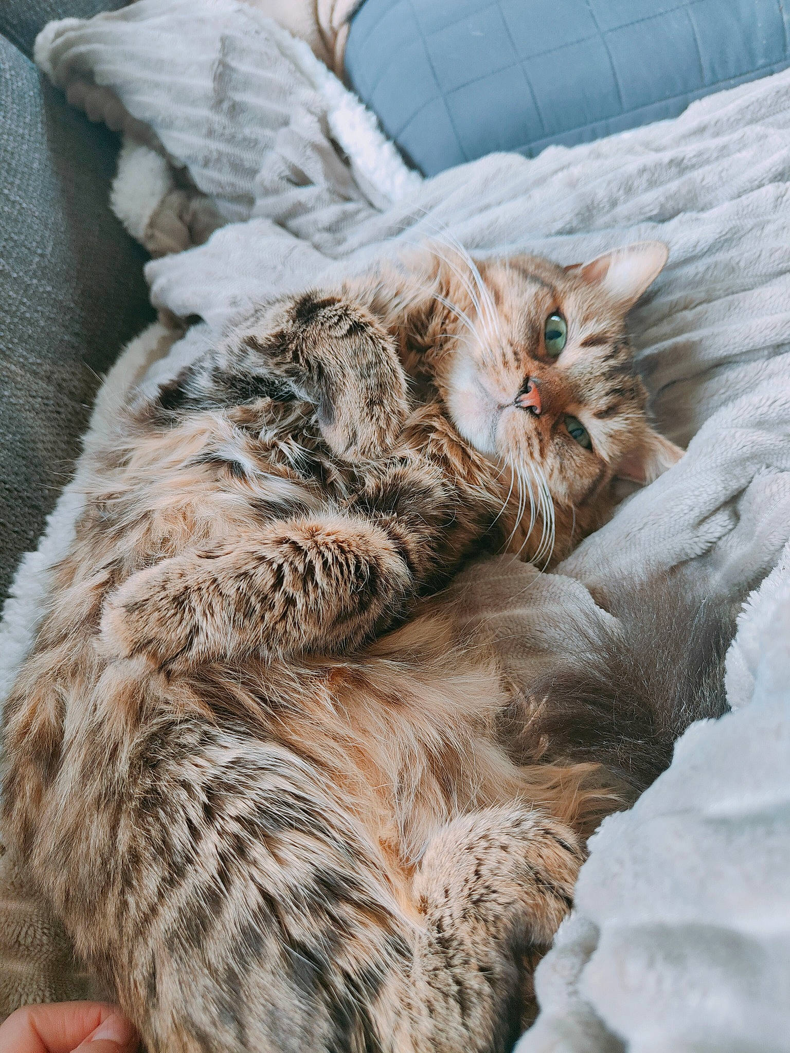 Pépito a rejoint le concours — aidez-le/la à gagner de superbes lots ! bed, carnivore, cat, cat_bed, claw, comfort, domestic_short_haired_cat, felidae, fur, grey, linens, nap, paw, small_to_medium_sized_cats, tail, terrestrial_animal, whiskers