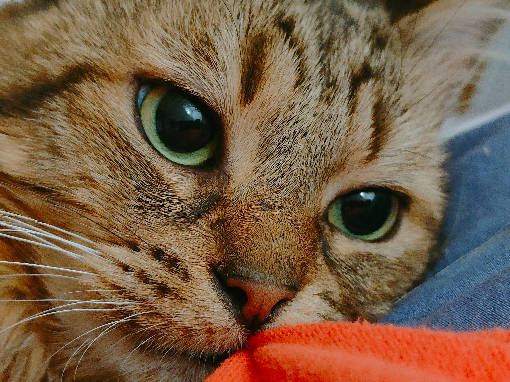 Pépito participe au concours pour gagner de l'argent avec cette photo : carnivore, cat, cat_supply, close_up, comfort, curious, domestic_short_haired_cat, felidae, fur, small_to_medium_sized_cats, snout, terrestrial_animal, whiskers, wildlife