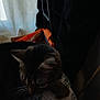 animal, cat, closeup, cozy, curtain, domestic, ears, fabric, furniture, home, indoor, pattern, pet, quiet, resting, shadow, soft_light, tabby_cat, whiskers, window