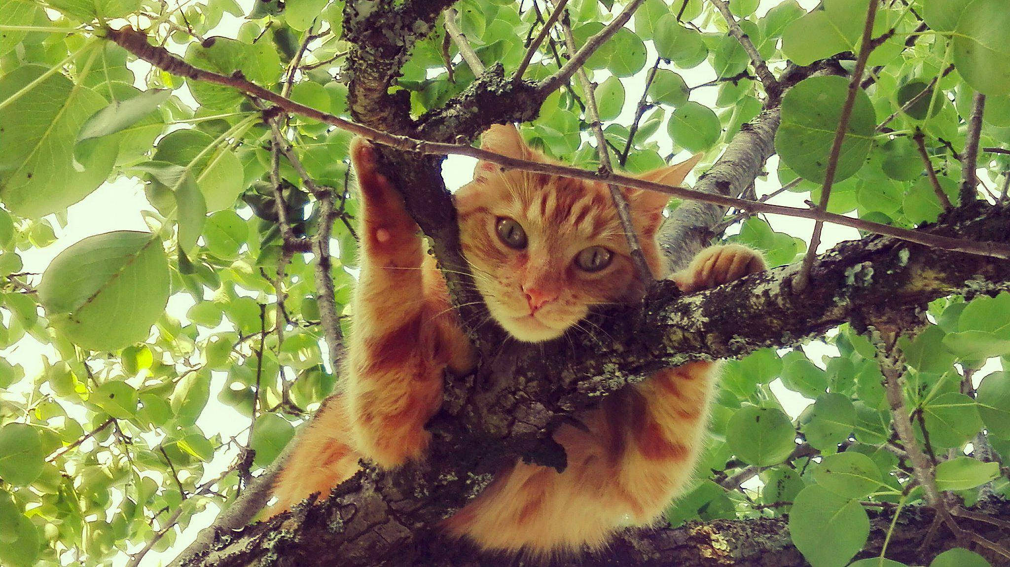 Aramis participe au concours pour gagner de l'argent avec cette photo : adaptation, branch, carnivore, cat, eye, fawn, felidae, forest, fur, kitten, leaf, natural_environment, organism, plant, small_to_medium_sized_cats, terrestrial_animal, tree, whiskers, wildlife