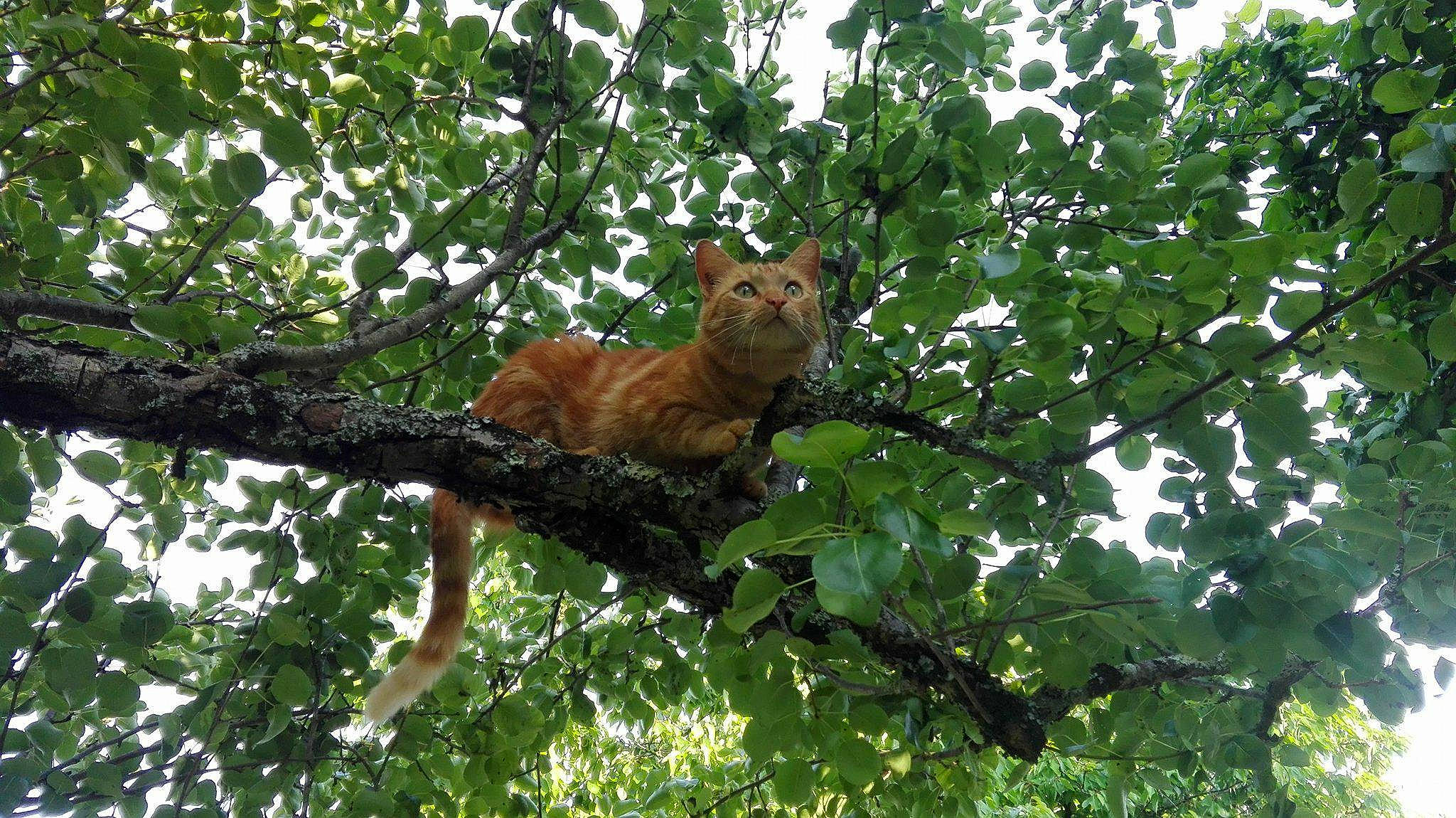 Aramis participe au concours pour gagner de l'argent avec cette photo : carnivore, fawn, felidae, jungle, plant, tree, wildlife
