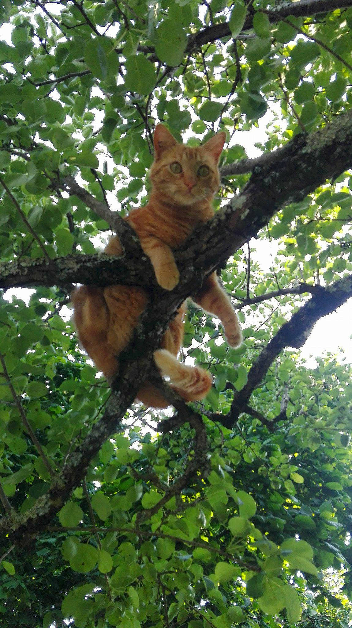 Aramis a rejoint le concours — aidez-le/la à gagner de superbes lots ! branch, fawn, jungle, plant, tree, wildlife