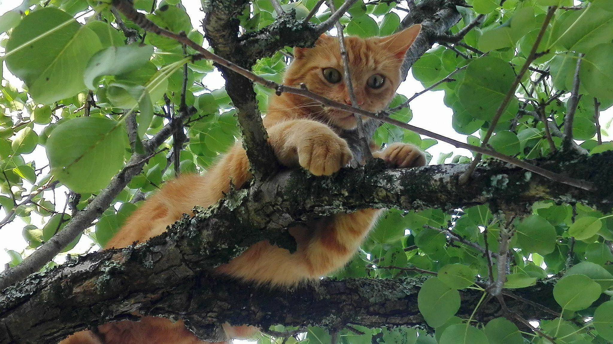 Aramis a rejoint le concours — aidez-le/la à gagner de superbes lots ! branch, carnivore, cat, fawn, felidae, kitten, mammal, organism, plant, small_to_medium_sized_cats, tree, whiskers, wildlife