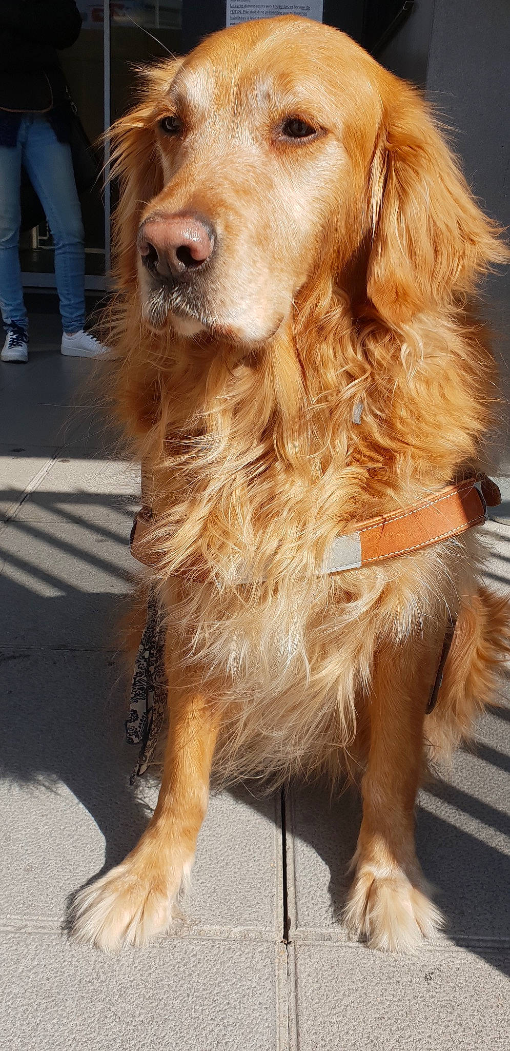 Iris Chien-guide participe au concours pour gagner de l'argent avec cette photo : canidae, carnivore, companion_dog, dog, dog_breed, fawn, fur, golden_retriever, mammal, nova_scotia_duck_tolling_retriever, rare_breed_dog, retriever, setter, small_greek_domestic_dog, snout, spaniel, sporting_group, vertebrate