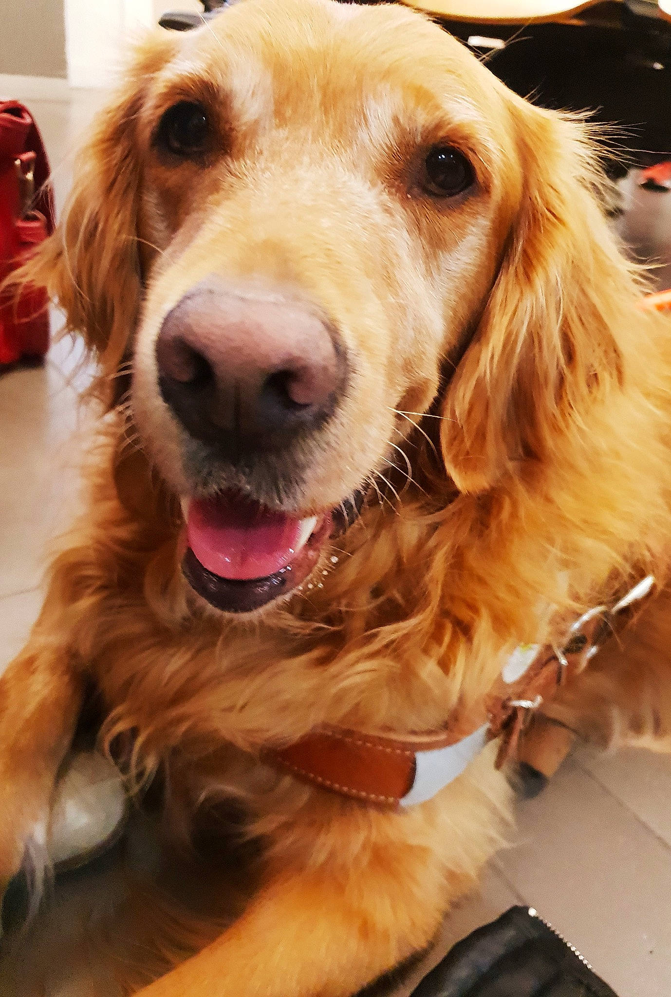 Iris Chien-guide a rejoint le concours — aidez-le/la à gagner de superbes lots ! canidae, carnivore, cocker_spaniel, companion_dog, dog, dog_breed, english_cocker_spaniel, fawn, fur, golden_retriever, mammal, nova_scotia_duck_tolling_retriever, rare_breed_dog, retriever, setter, snout, spaniel, sporting_group, vertebrate, whiskers