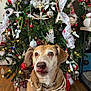 dog, christmas_tree, holiday, decorations, ornaments, lights, bandana, tongue_out, festive, indoor, wood_floor, pet, celebration, cute, animal, christmas, tree, red, green, white