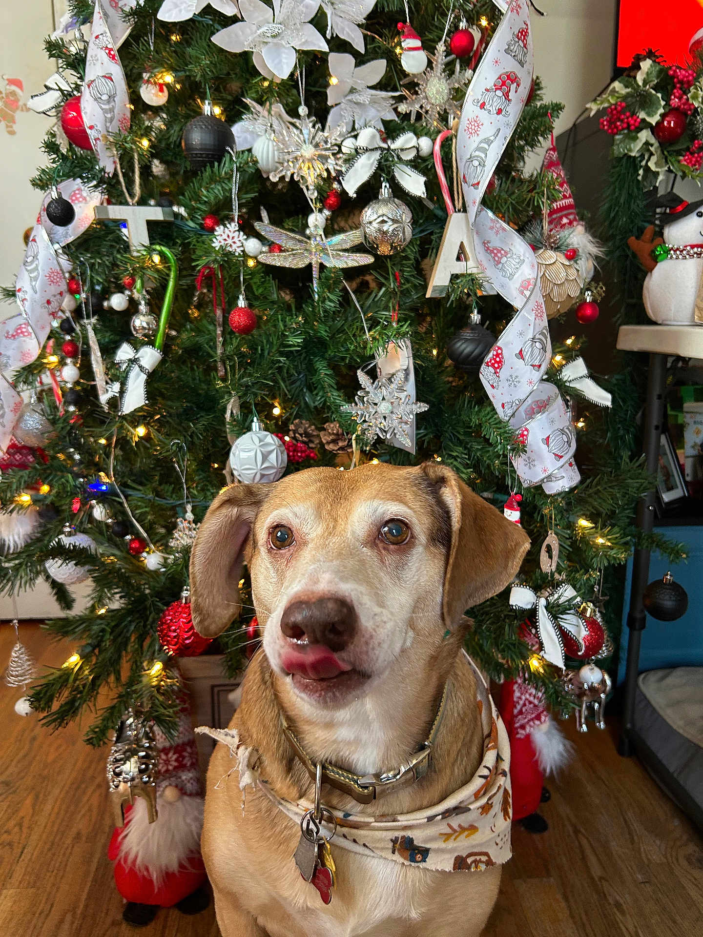 Red joined the competition — help win amazing prizes! dog, christmas_tree, holiday, decorations, ornaments, lights, bandana, tongue_out, festive, indoor, wood_floor, pet, celebration, cute, animal, christmas, tree, red, green, white