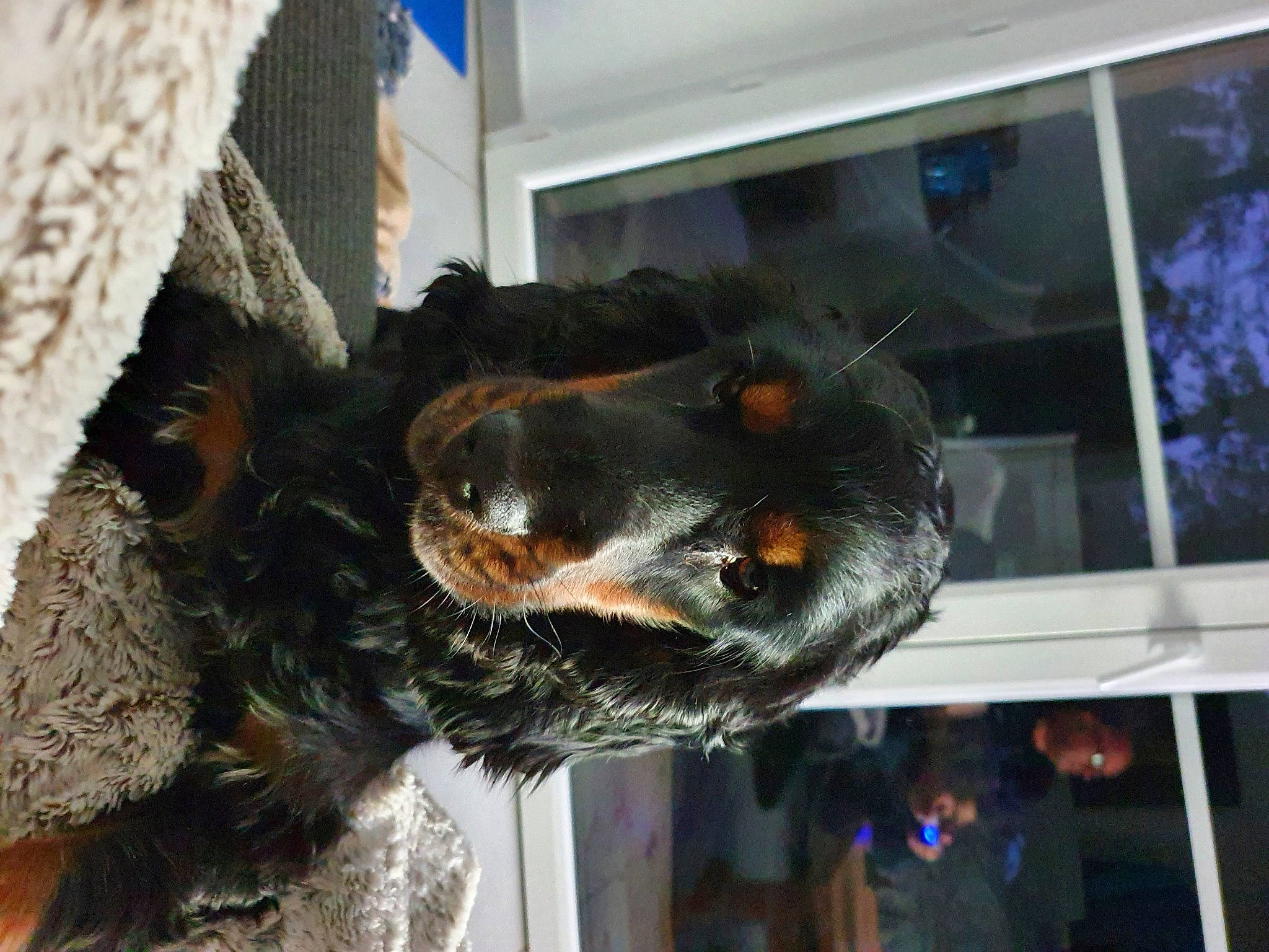 Smooky participe au concours pour gagner de l'argent avec cette photo : canidae, carnivore, claw, dog_breed, fawn, fur, guard_dog, hat, house, metal, snout, sporting_group, tail, terrestrial_animal, window, wood, working_animal