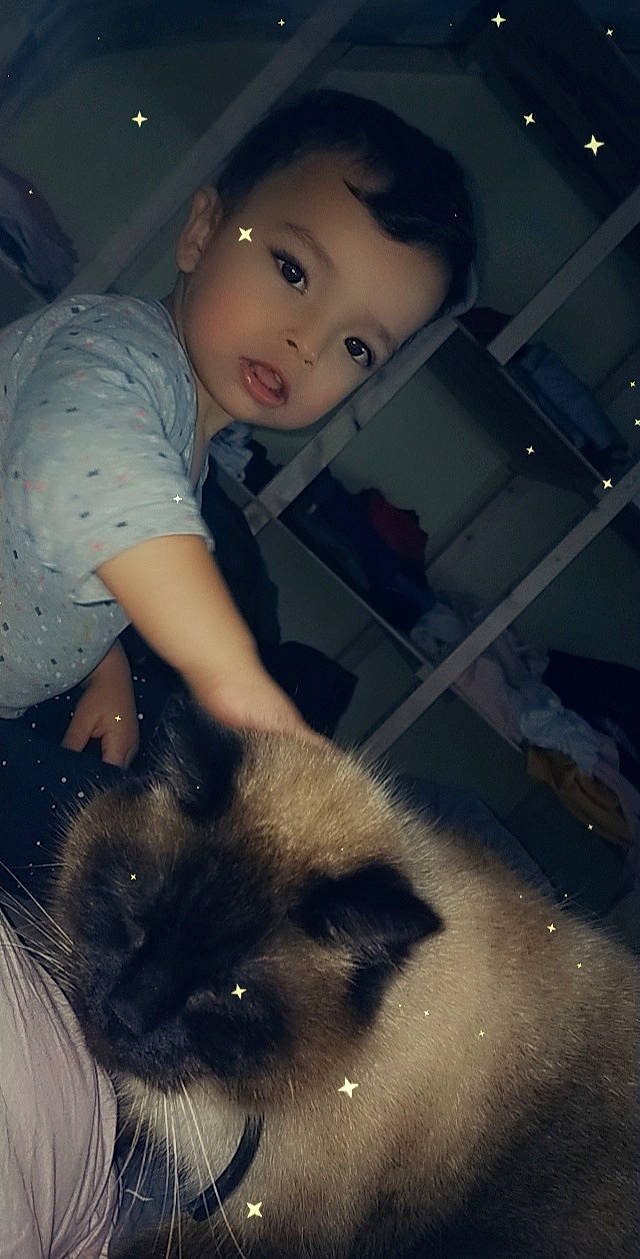 Pumba a rejoint le concours — aidez-le/la à gagner de superbes lots ! black_hair, carnivore, cat, eye, eyebrow, facial_expression, felidae, flash_photography, hair, hand, head, iris, leg, nose, organ, siamese, skin, small_to_medium_sized_cats, snapshot, whiskers