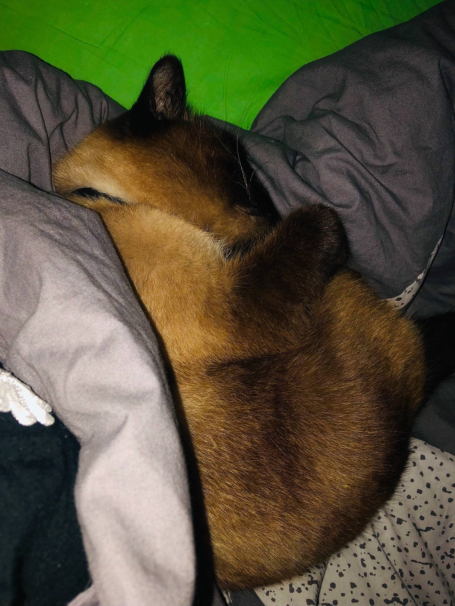 Pumba participe au concours pour gagner de l'argent avec cette photo : canidae, carnivore, comfort, companion_dog, dog, dog_breed, ear, fawn, felidae, foot, fur, gesture, human_leg, paw, sporting_group, tail, tints_and_shades, toy_dog, whiskers, working_animal