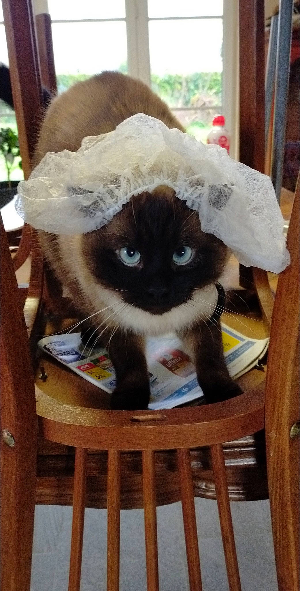 Pumba a rejoint le concours — aidez-le/la à gagner de superbes lots ! bag, basket, cardboard, carnivore, cat, cat_supply, chair, comfort, fashion_accessory, fawn, felidae, fur, hardwood, hat, headgear, small_to_medium_sized_cats, snout, sun_hat, whiskers, wood