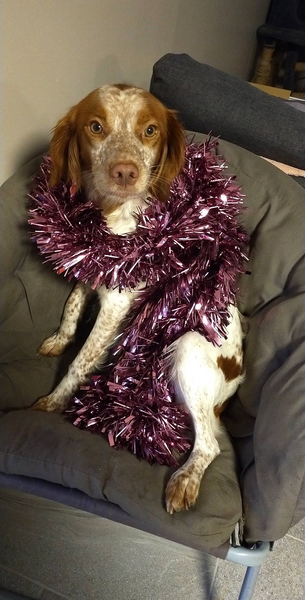 Olia participe au concours pour gagner de l'argent avec cette photo : ancient_dog_breeds, canidae, carnivore, cocker_spaniel, companion_dog, dog, dog_breed, dog_supply, fawn, fur, gun_dog, hunting_dog, liver, russian_spaniel, snout, spaniel, sporting_group, toy, toy_dog, working_animal