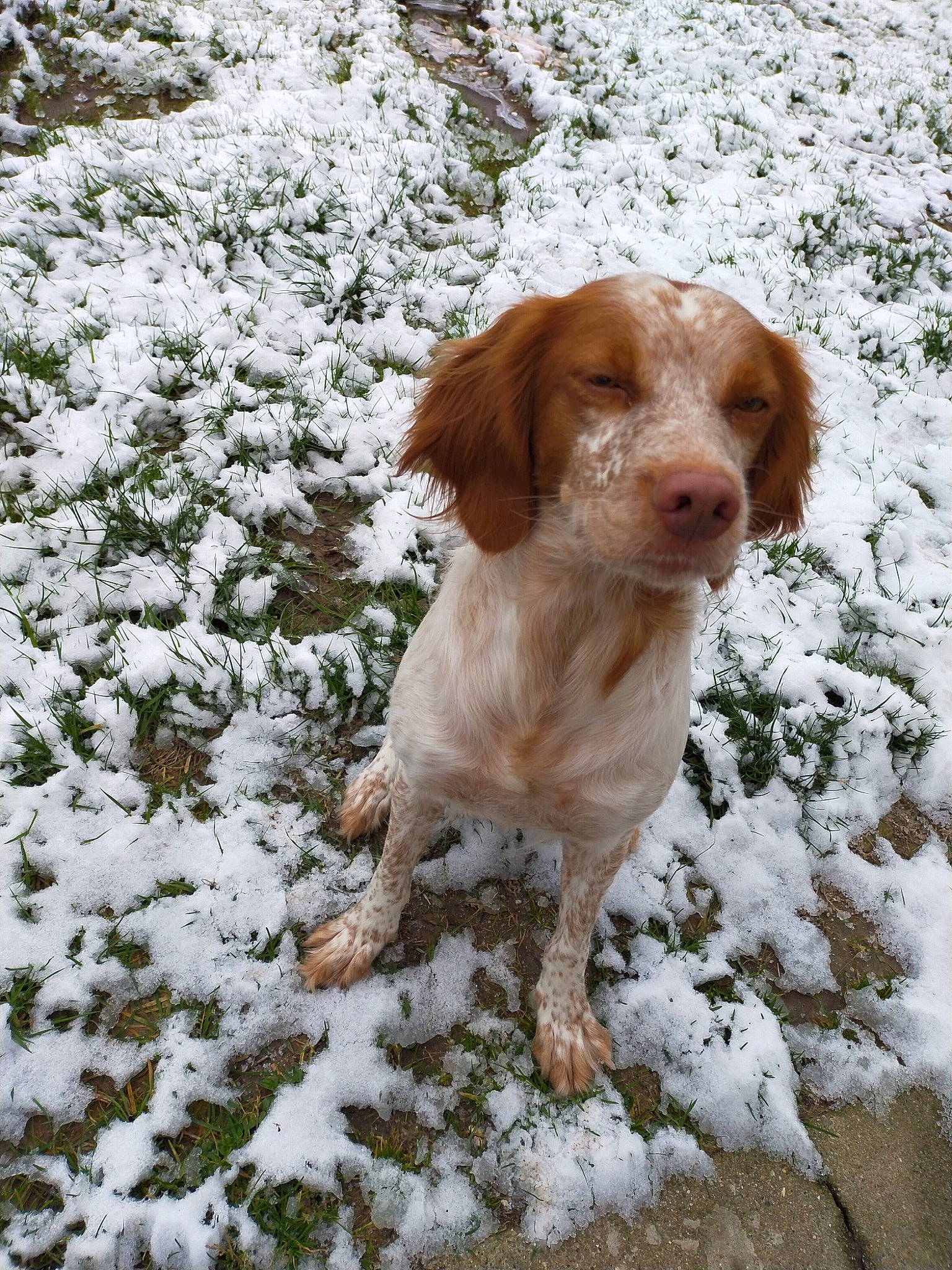 Olia a rejoint le concours — aidez-le/la à gagner de superbes lots ! canidae, carnivore, companion_dog, dog, dog_breed, fawn, freezing, fur, gun_dog, hunting_dog, liver, plant, precipitation, snout, snow, sporting_group, whiskers, winter