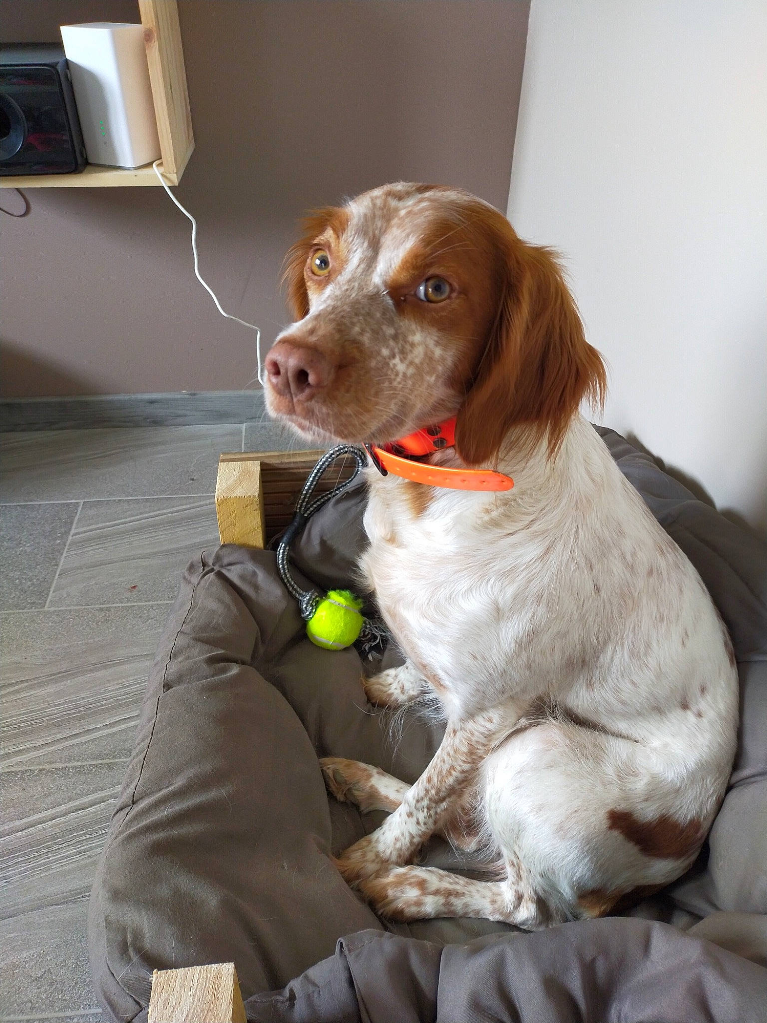 Olia a rejoint le concours — aidez-le/la à gagner de superbes lots ! brittany, canidae, carnivore, collar, companion_dog, dog, dog_breed, dog_collar, fawn, fur, gun_dog, home_appliance, leash, liver, pointing_breed, snout, spaniel, sporting_group, tennis_ball, working_animal