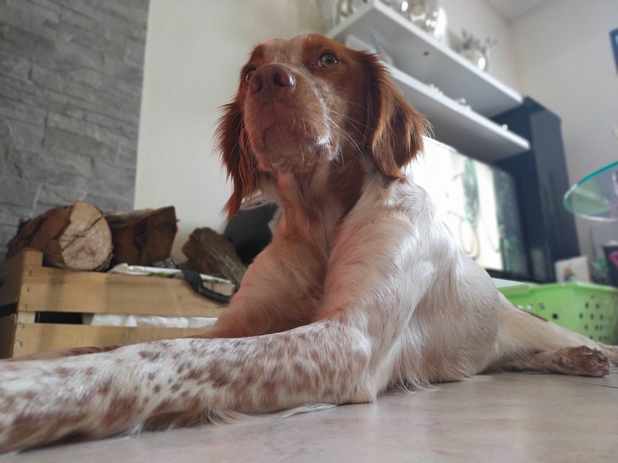 Olia a rejoint le concours — aidez-le/la à gagner de superbes lots ! canidae, carnivore, comfort, companion_dog, dog, dog_breed, dog_supply, fawn, floor, flooring, fur, gun_dog, hardwood, liver, pet_supply, snout, spaniel, sporting_group, whiskers, wood