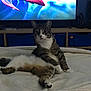 animal, animation, blanket, cat, cozy, domestic_animal, entertainment, feline, furniture, home, indoor, living_room, looking_at_camera, pet, relaxed, resting, sitting, soft, tabby_cat, television