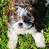 Teddy joined the competition — help win amazing prizes! puppy, dog, grass, outdoor, pet, cute, fur, young, animal, canine, nature, playful, adorable, fluffy, brown, white, black, lying_down, sunlight, closeup