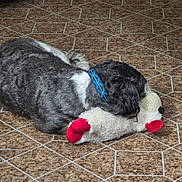Teddy joined the competition — help win amazing prizes! dog, toy, plush_toy, floor, tile_floor, resting, black_and_white, collar, pet, indoor, sleeping, fur, cute, cozy, animal, companion, relaxation, home, domestic, quiet