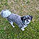 Teddy