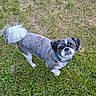 Teddy is registered to the contest to win money with this photo: dog, grass, outdoor, pet, animal, small_dog, curly_tail, fur, collar, looking_up, brown_eyes, cute, standing, nature, greenery, canine, portrait, mammal, daylight, expression
