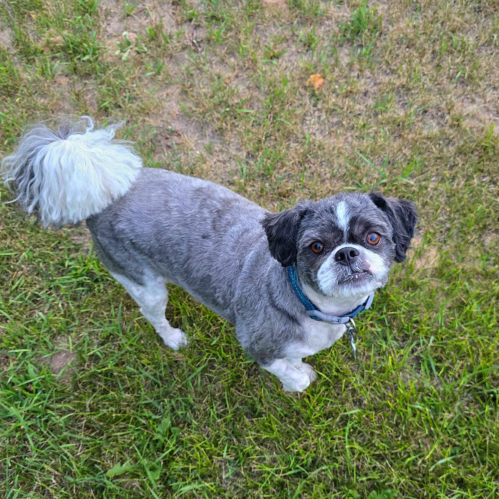 Teddy