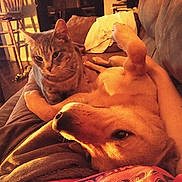 Kiki joined the competition — help win amazing prizes! dog, cat, couch, indoor, pet, relaxed, warm_lighting, furniture, animal, companion, cozy, home, blanket, wooden_chair, floor, water_bottle, toy, resting, paw, fur