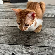 Cosmo participe au concours pour gagner de l'argent avec cette photo : kitten, cat, orange_cat, white_cat, table, wooden_table, chair, indoor, pet, animal, feline, curious, young_cat, fur, domestic_cat, close_up, flooring, room, house, domestic