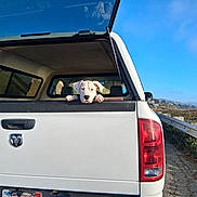 Shiela is registered to the contest to win money with this photo: animal, blue_sky, california, camper_shell, curious, daytime, dog, guardrail, landscape, license_plate, nature, outdoor, pet, pickup_truck, puppy, road, sunlight, travel, vehicle, white_truck