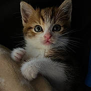 Arya a rejoint le concours — aidez-le/la à gagner de superbes lots ! kitten, cat, pet, animal, furry, whiskers, paws, cute, curious, closeup, portrait, cozy, blanket, indoor, soft, young, small, tabby, adorable, feline