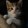 kitten, cat, pet, animal, furry, whiskers, paws, cute, curious, closeup, portrait, cozy, blanket, indoor, soft, young, small, tabby, adorable, feline