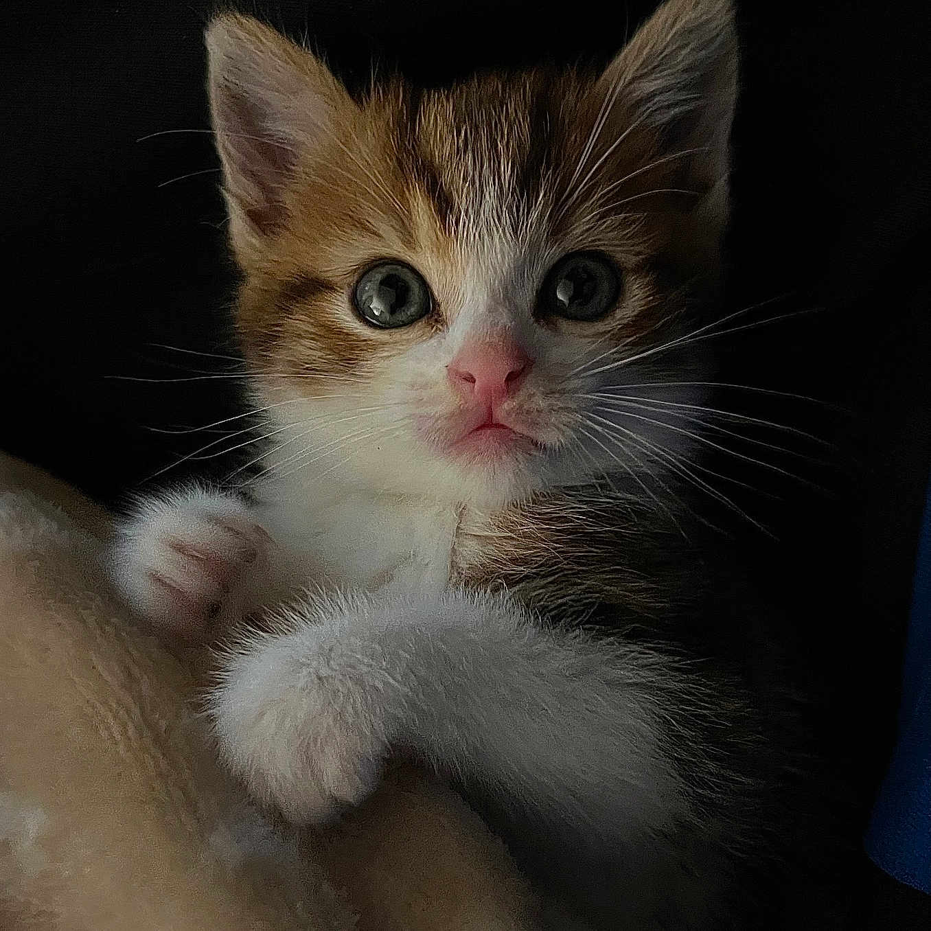 Arya