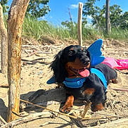 Porkchop joined the competition — help win amazing prizes! animal, beach, blue, butterfly_wings, dachshund, dog, driftwood, grass, happy, nature, outdoor, pet, playful, sand, sky, sticks, summer, sunny, tongue_out, tree