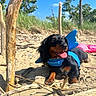animal, beach, blue, butterfly_wings, dachshund, dog, driftwood, grass, happy, nature, outdoor, pet, playful, sand, sky, sticks, summer, sunny, tongue_out, tree