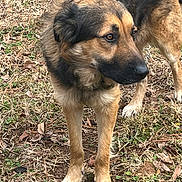 Bear is registered to the contest to win money with this photo: dog, animal, pet, outdoor, grass, leaves, brown, black, fur, canine, nature, alert, standing, muzzle, ears, paws, side_view, daylight, ground, curious