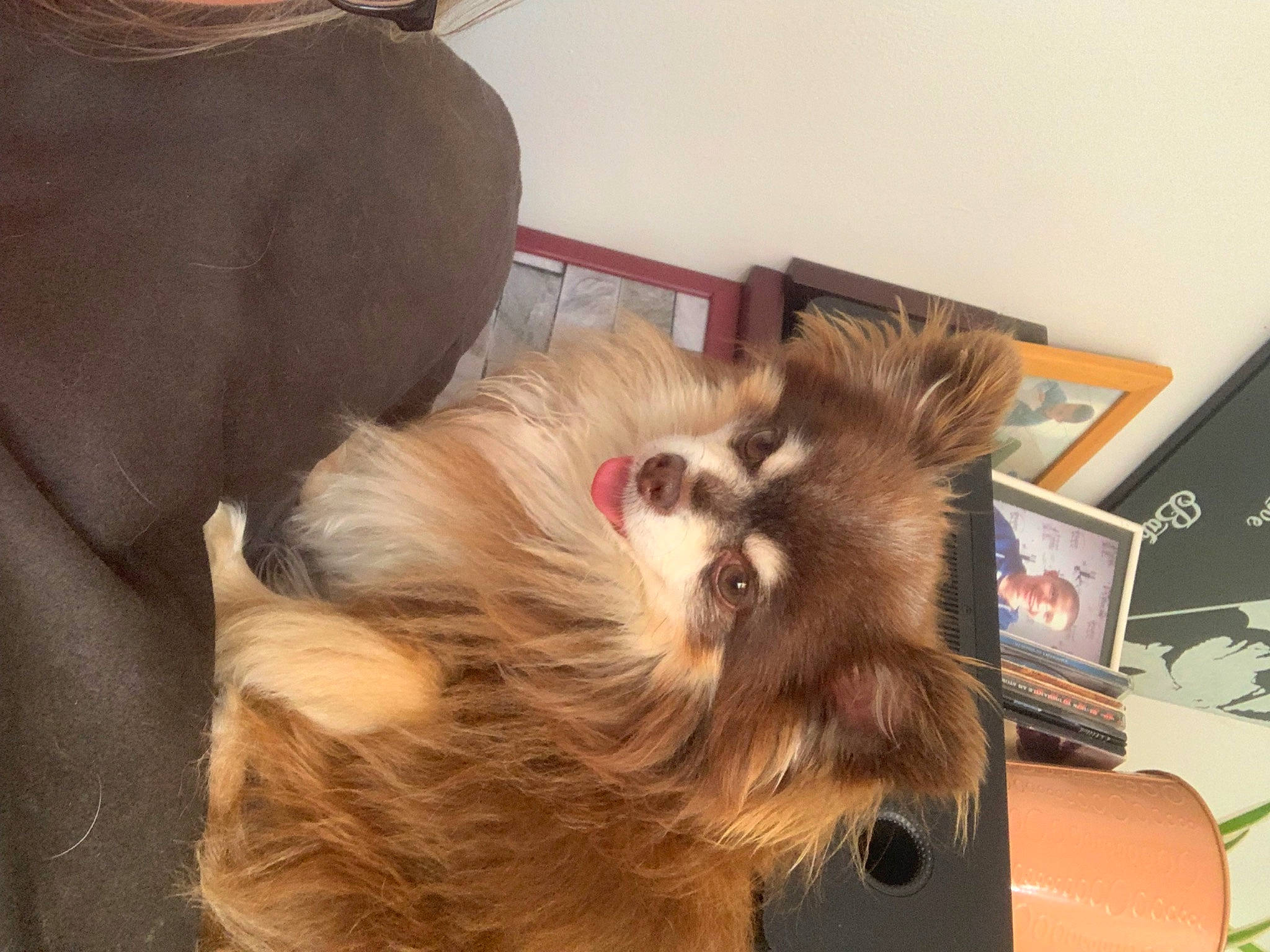 Larry participe au concours pour gagner de l'argent avec cette photo : canidae, carnivore, companion_dog, computer_keyboard, desk, dog_breed, ear, fawn, felidae, fur, hardwood, laptop, liver, paw, small_to_medium_sized_cats, snout, sporting_group, table, whiskers, wood