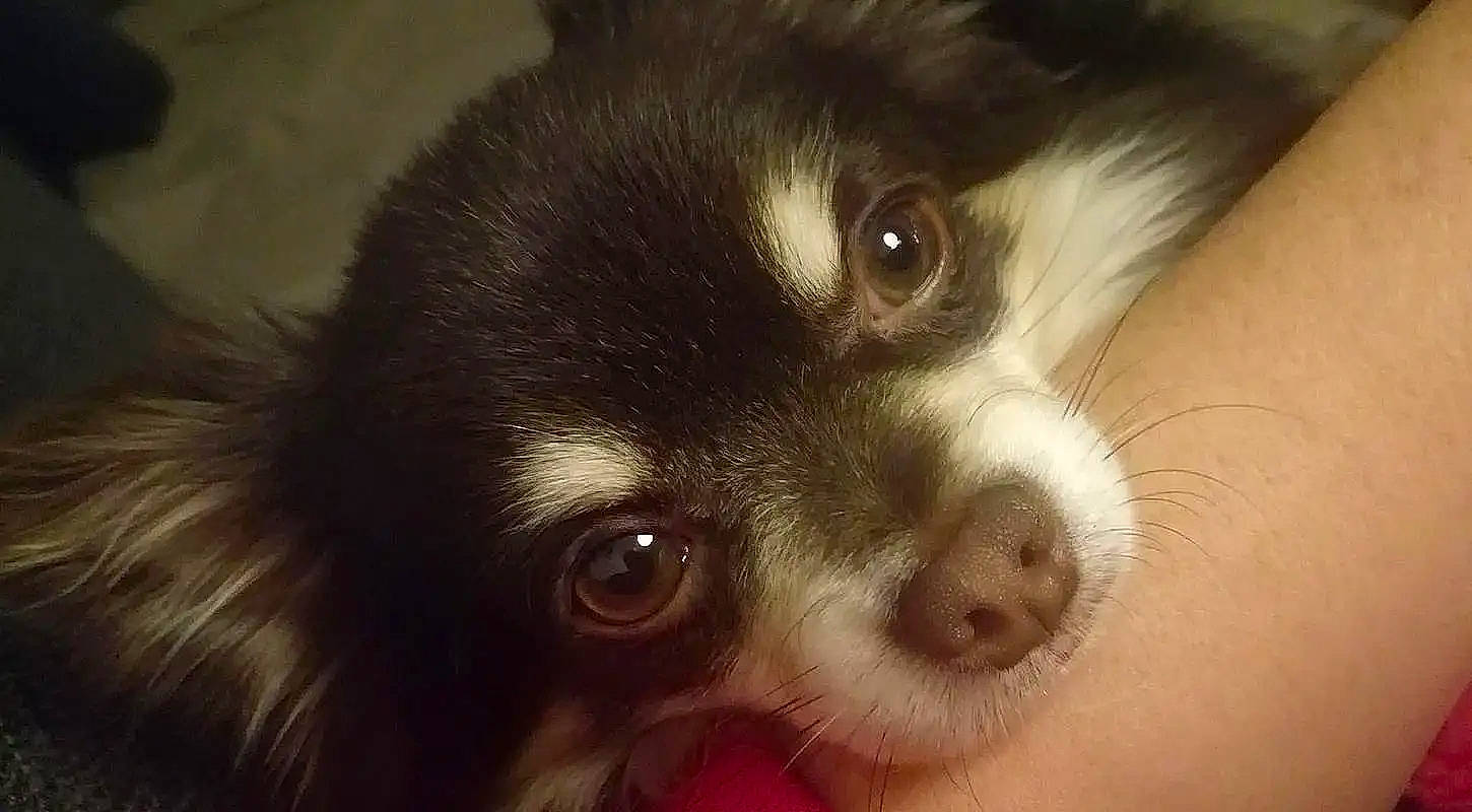 Larry participe au concours pour gagner de l'argent avec cette photo : bored, canidae, carnivore, companion_dog, dog, dog_breed, ear, eyelash, fur, snout, sporting_group, whiskers, working_animal